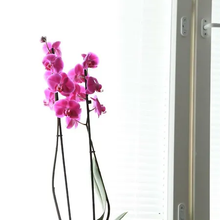 奥尔基代亚一室公寓