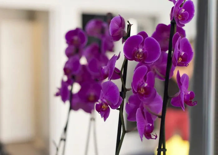 Apartamento Orchidea