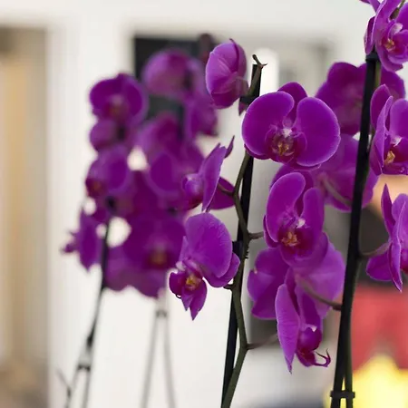 Apartamento Orchidea